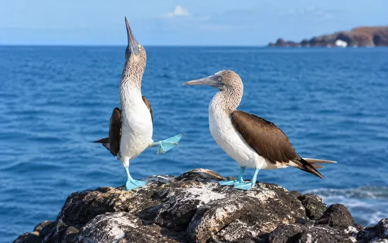 A blue-footed booby mid-courtship dance, one foot raised high, on the Galápagos Islands