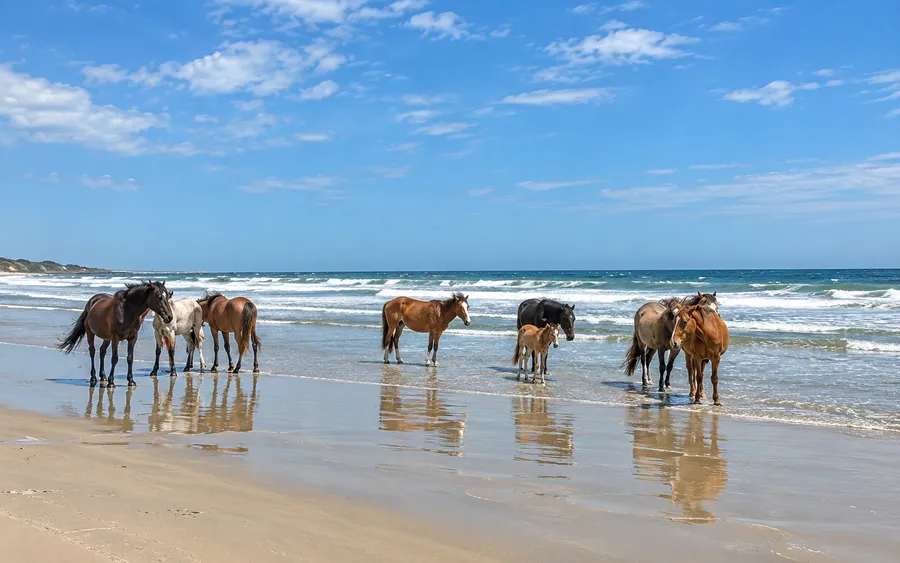 A herd of wild horses, including a foal, standing at the waterline on a Cumberland Island beach, Georgia