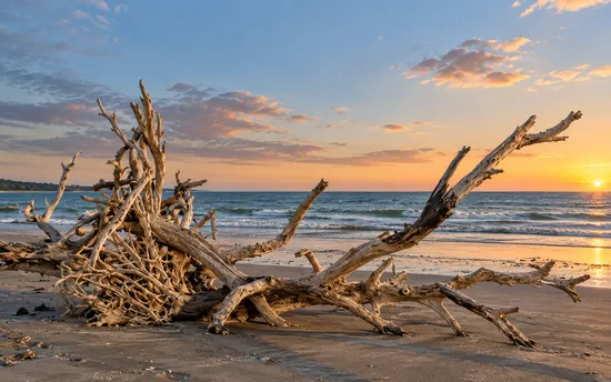 Bleached, fallen driftwood trees on Jekyll Island’s Driftwood Beach, Georgia, at sunset