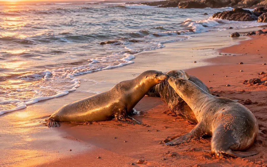 Galápagos sea lions lounging together on a red-sand beach at sunset