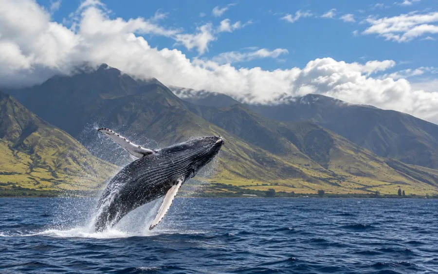 A humpback whale breaching off the Maui coastline, West Maui Mountains in the background, winter whale-watching season