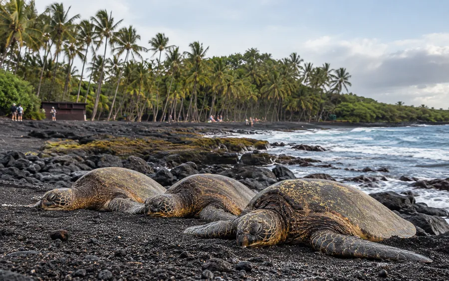 Green sea turtles resting on the black sand at Punalu'u Beach on the Big Island, palm trees and visitors in the background